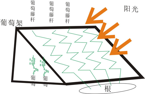 葡萄氣調庫